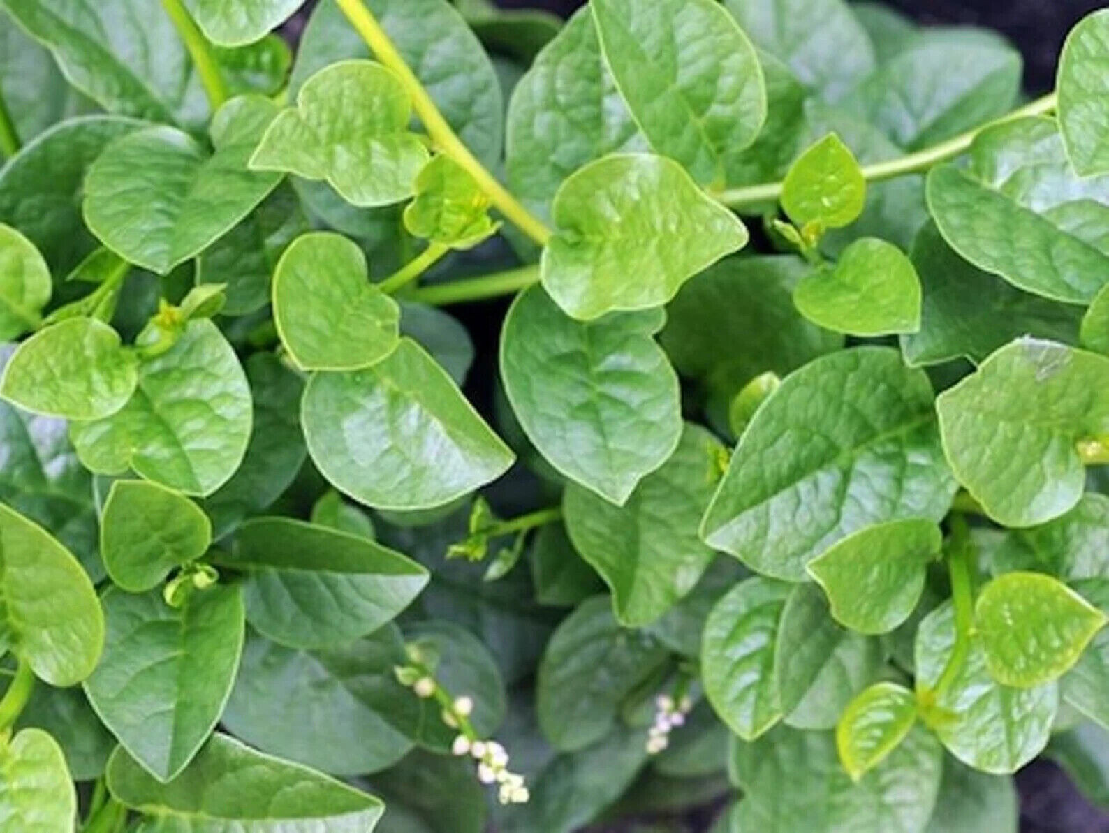 10gr = 320+PCS GREEN MALABAR SPINACH SEEDS, MỒNG TƠI XANH, 爬藤木耳菜