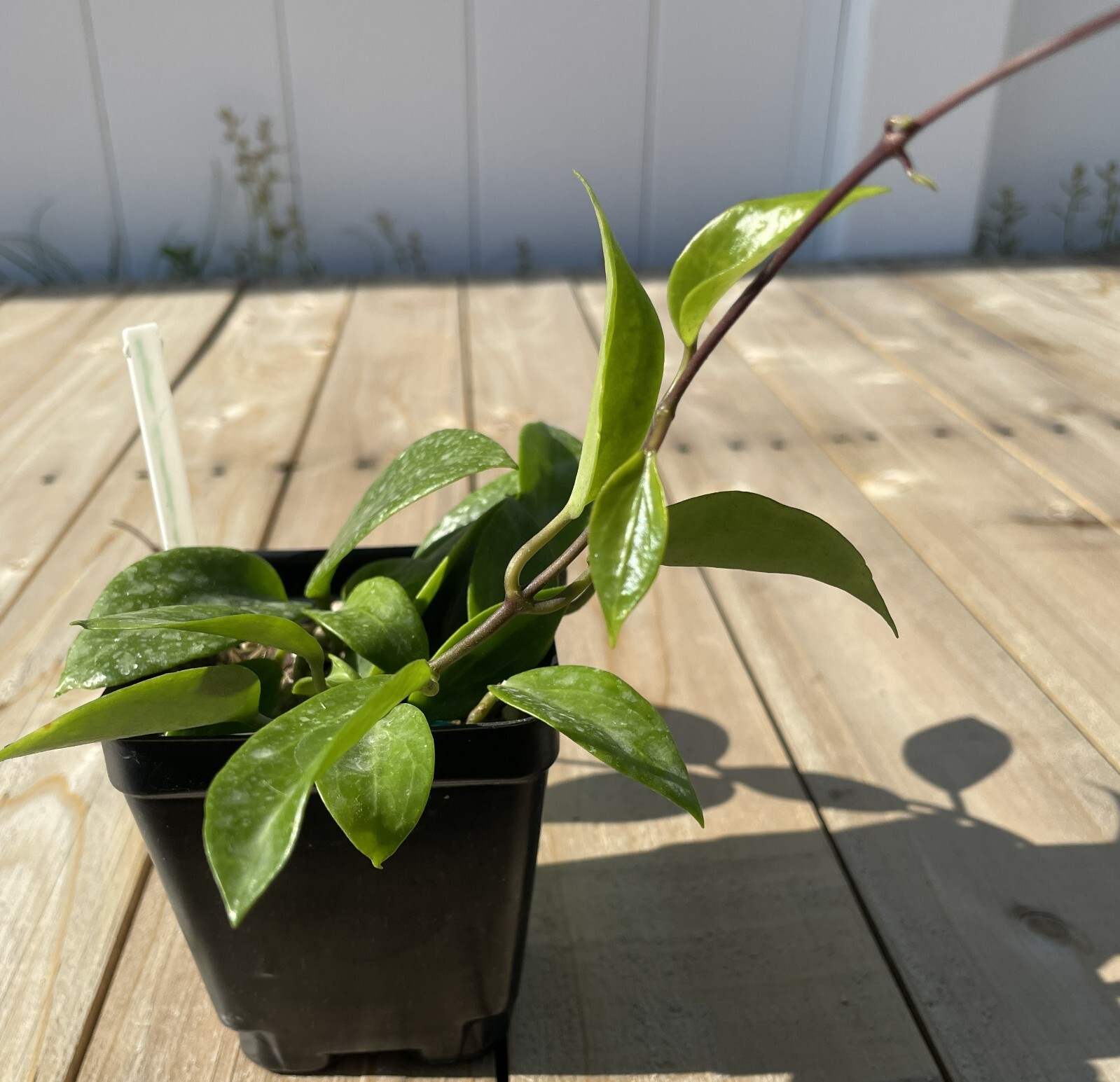 Hoya Limoniaca RARE! Exact Plant! Rooted – Grown In 3.5″ pot – Very Healthy