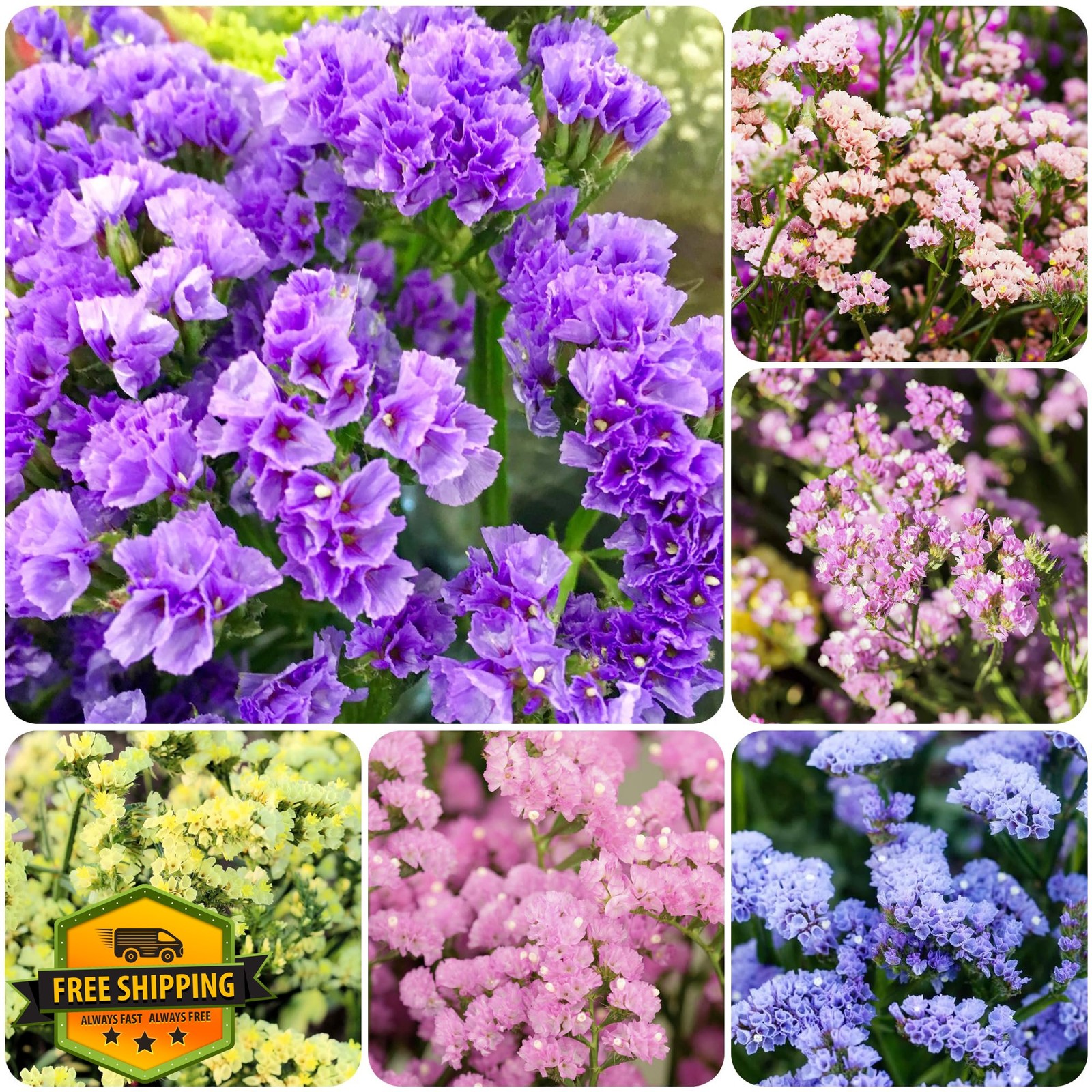 Statice Pastel Mix Seeds 100+ for Garden Cut Flower Annual Planting