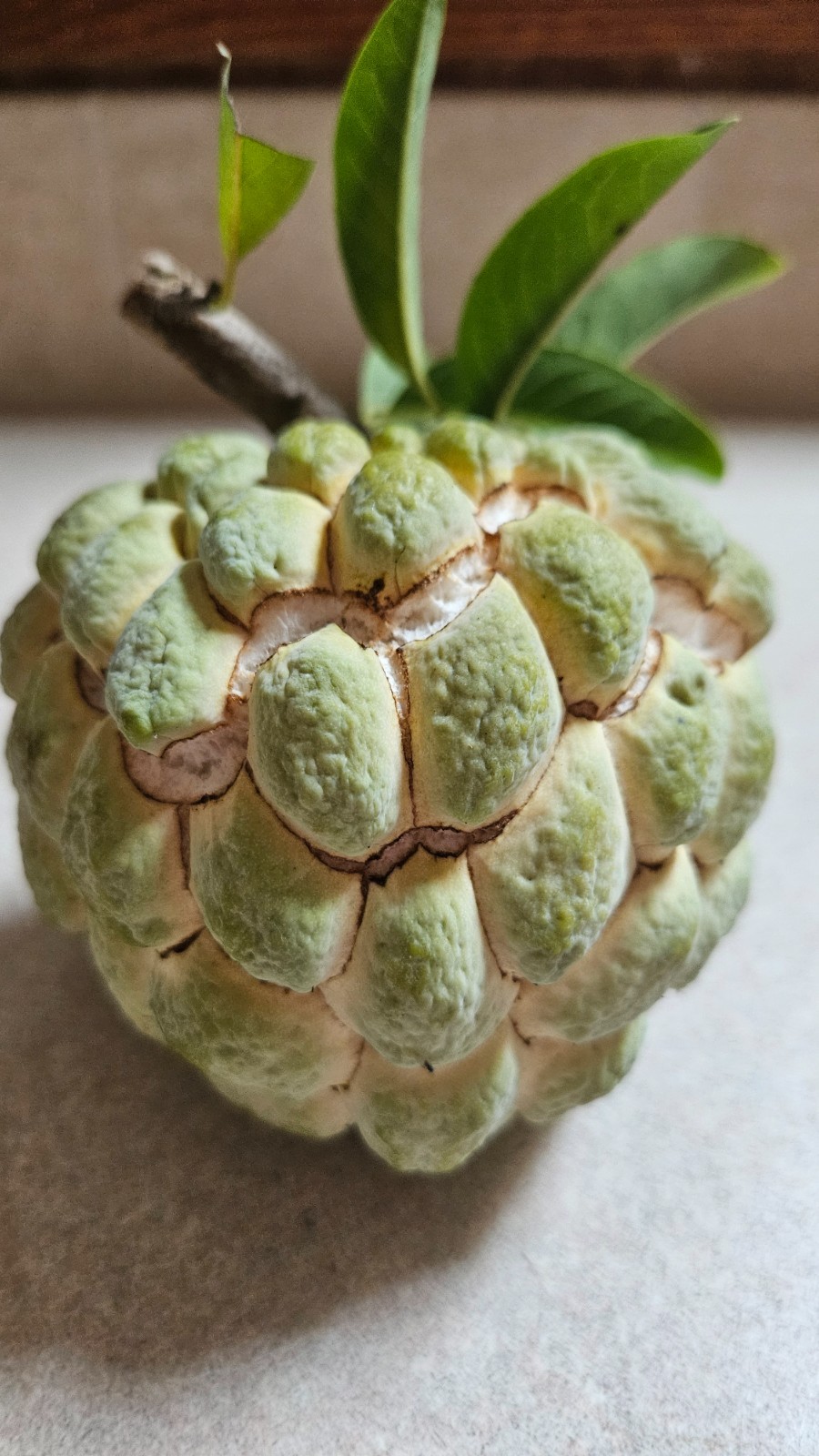 Organic Sugar Apple Seeds 60 pieces Annona Squamosa FRESH HARVEST 9/2025