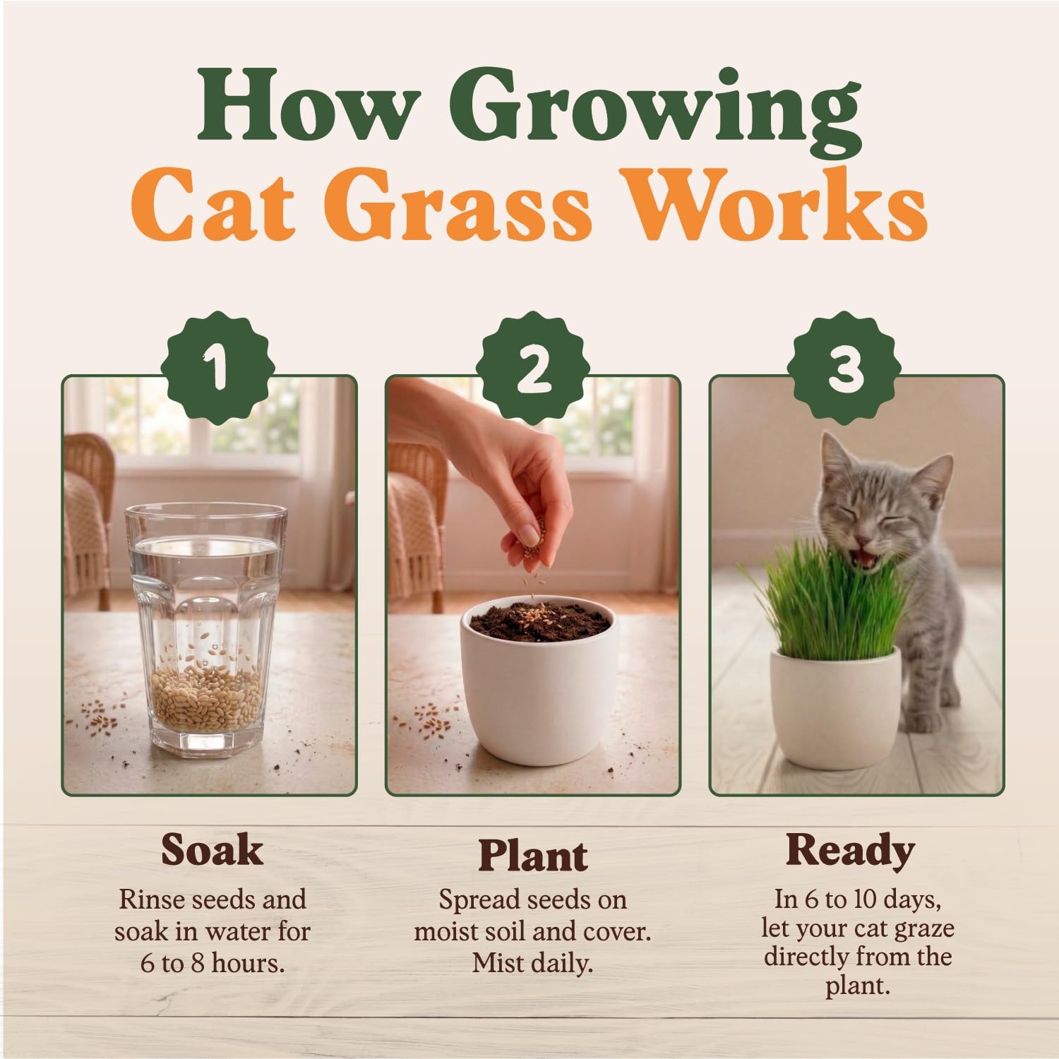 Organic Cat Grass Seeds for Planting, Non-GMO Wheat, Oat, Rye, and Barley Cat…
