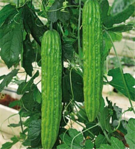 Bitter Gourd S??DS for Pl?nting – Chinese Green Or White Balsam Pear Bitter Melo