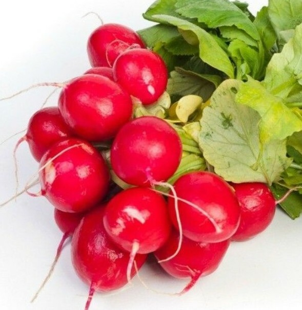 250 Plus German Giant Radish Seeds- Open Pollinated-NON GMO