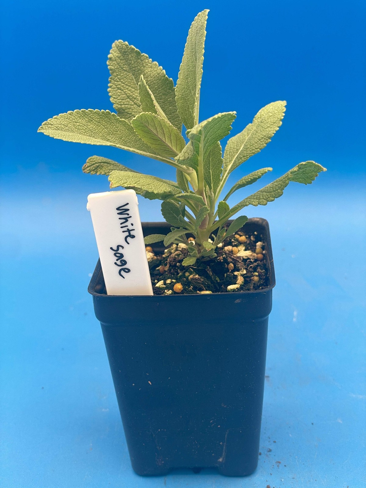 Sage, White – Salvia Apiana – 3″ Starter Pot – Roll Your Own Smudge Sticks!
