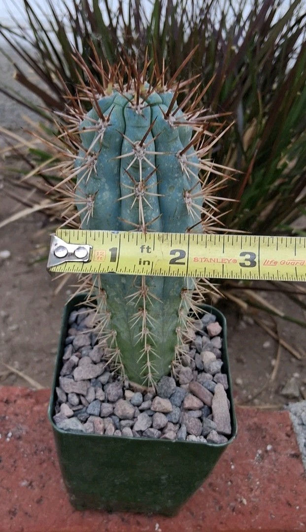 Browningia Hertlingiana Blue Cereus Cactus 5″ Hx2″W Ships In A 4″ Pot BEAUTIFUL!