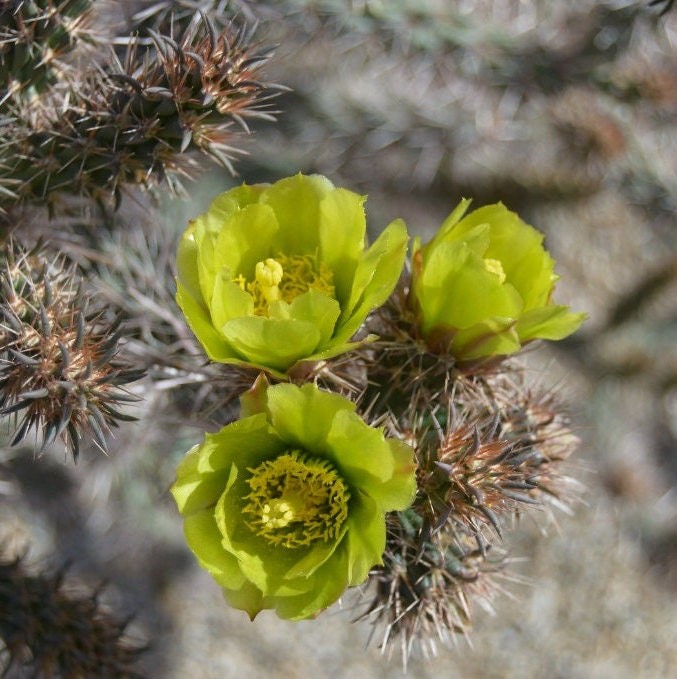 Cholla ‘Oregon Haze’ (Cylindropuntia echinocarpa) COLD HARDY