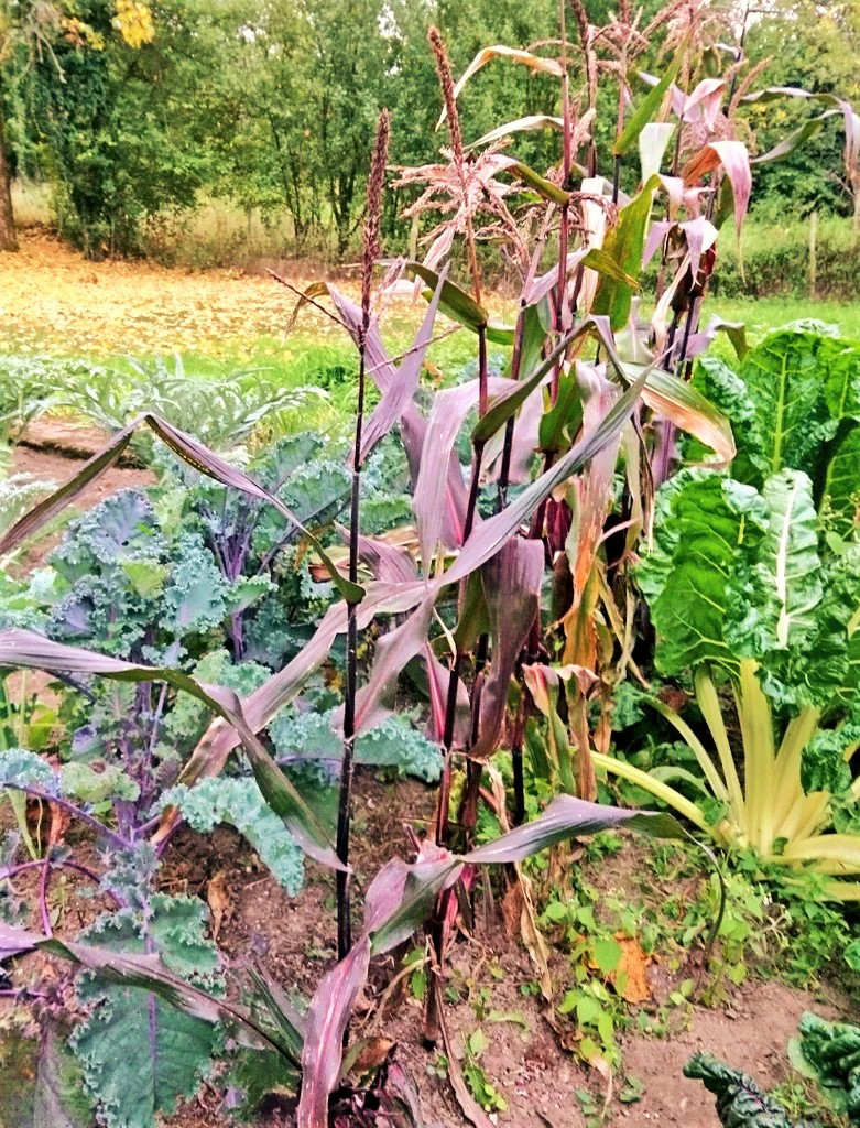 Double Red Sweet Corn Seeds | Purple Husk Stalk Indian Ornamental Dent Seed 2024