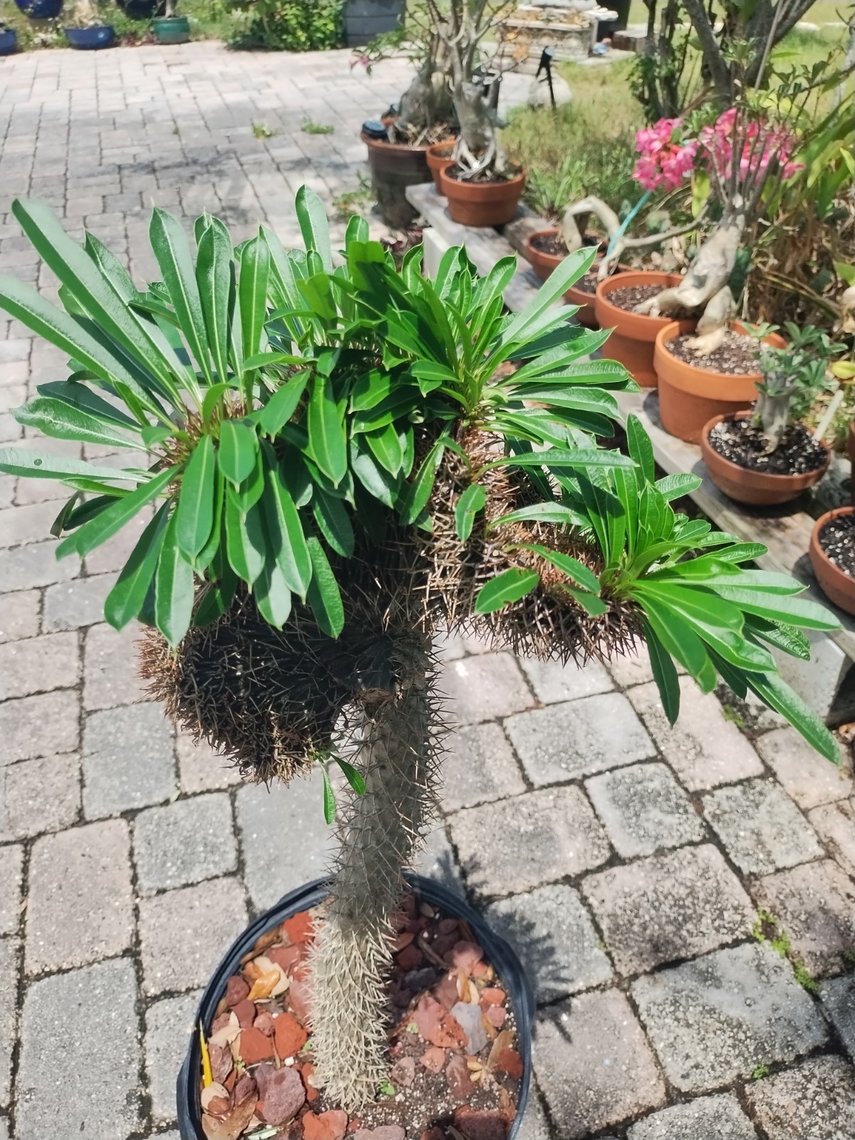 Crested Madagascar Palm, Impressive!Pachypodium lamerei 44 Inches Tall #2
