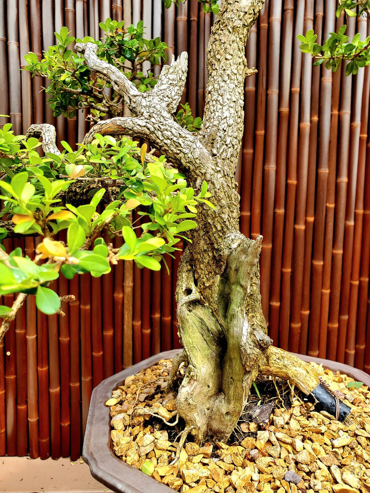 Exquisite Japanese Boxwood Bonsai: Finished Single Trunk Nebari – Must-Have! 32″