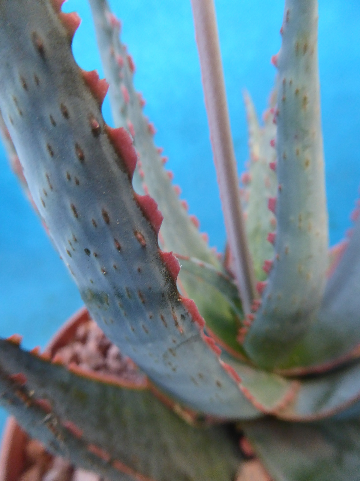 Aloe Hybrid KG “Dental Work” Great Colors/Texture Succulent 3″ to 4″ Wide 3″ Pot