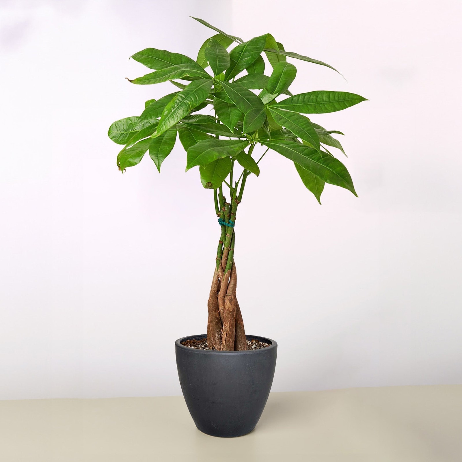 Braided Money Tree Pachira aquatica • Guiana Chestnut • 6″ Pot Good Luck Plant