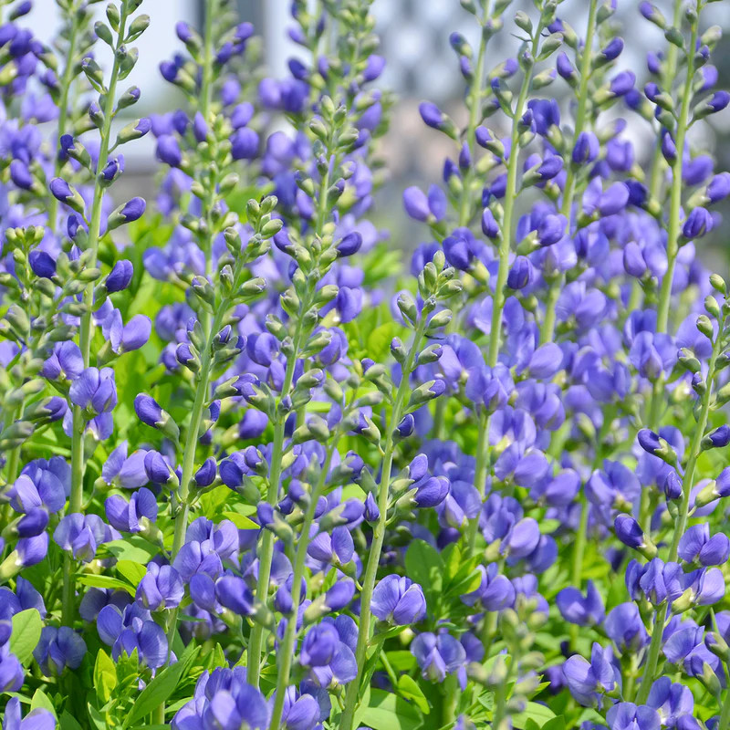 1 False Indigo 12-24″ Wildflower Bare Root