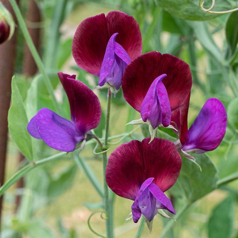300+ Perennial Sweet Pea Flower Seed for Planting Outdoors-Non-GMO Mixed