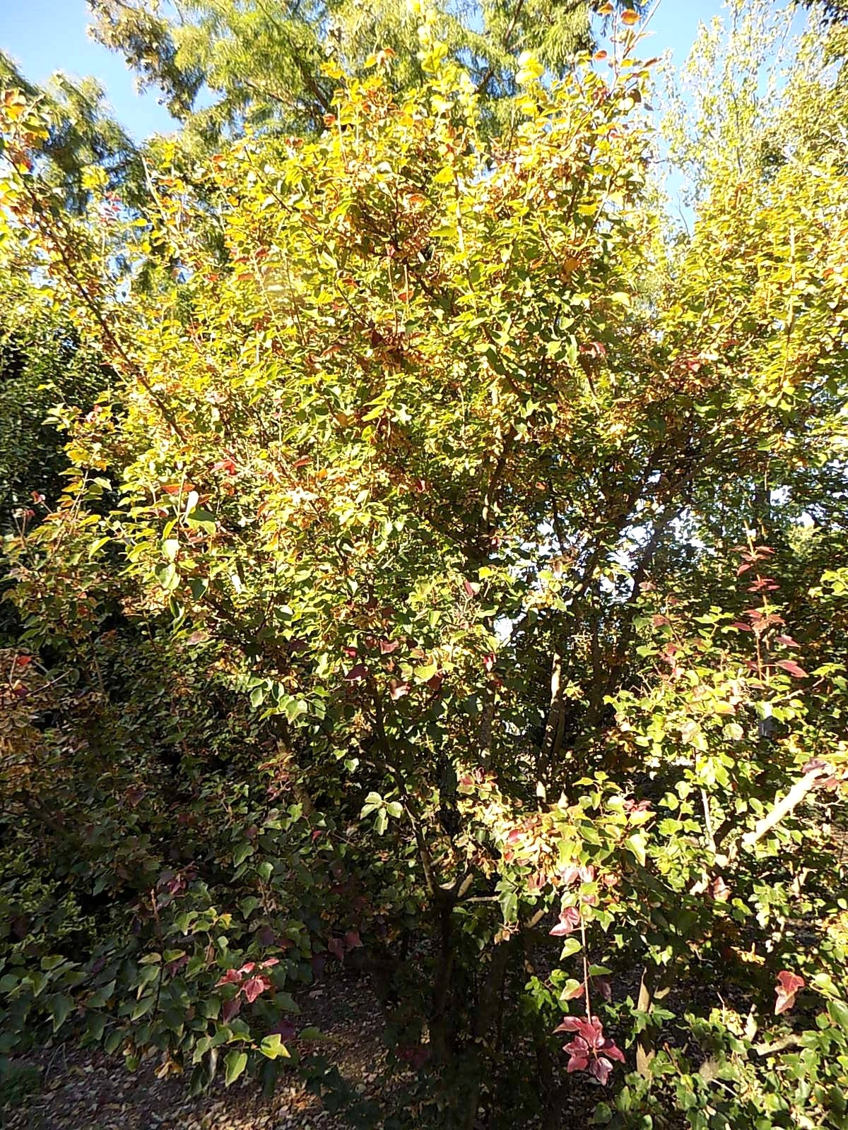 20 MIYADONO DWARF TRIDENT MAPLE SEEDS – (Acer buergerianum ‘Miyadono’)