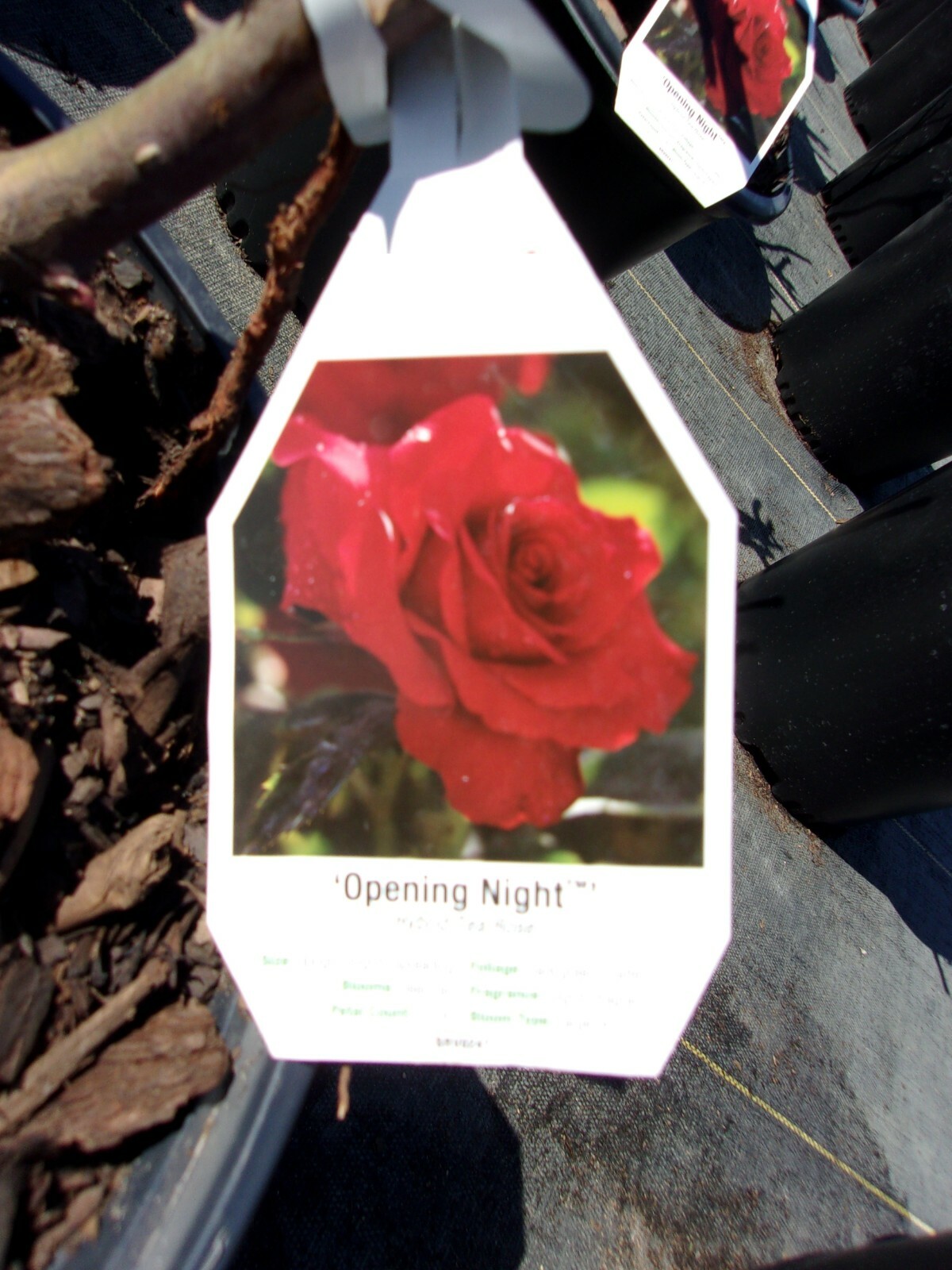 OPENING NIGHT Hybrid Tea Large Rich RED Bloom Rose 1 Gal Bush Plants Plant Roses