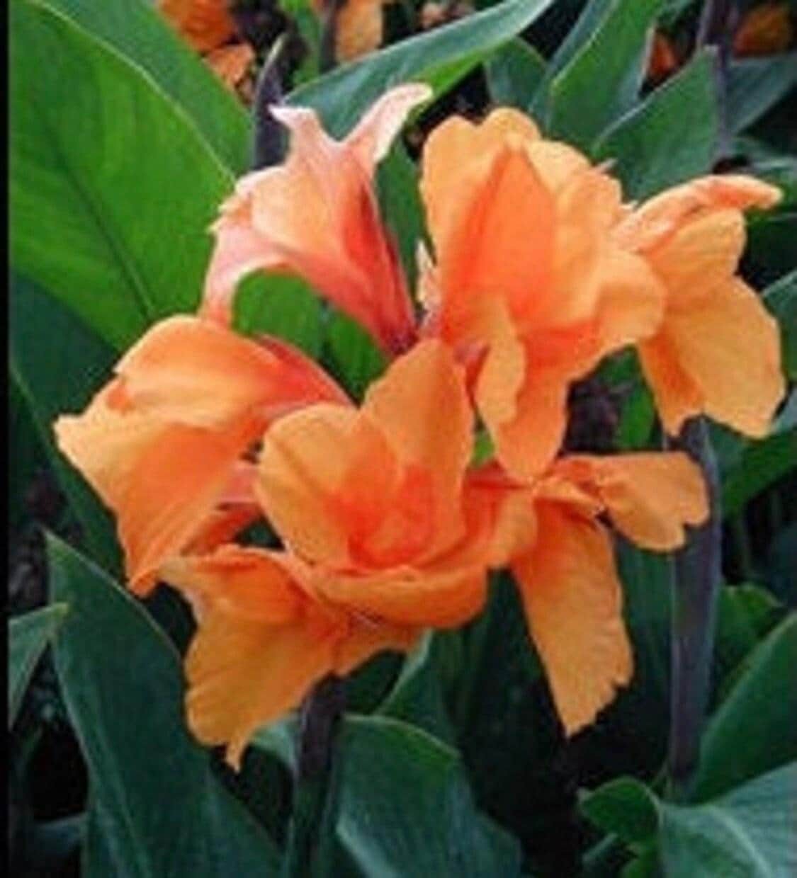 1 “Tangelo” Dwarf Green Leaf Canna Rhizome (Not Plant) – Top Size – US Seller