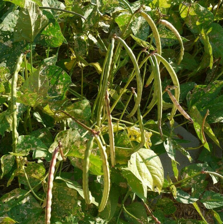 Mississippi Silver Hull Cowpea Seeds |Brown Crowder Silverskin Cow Pea Bean 2024