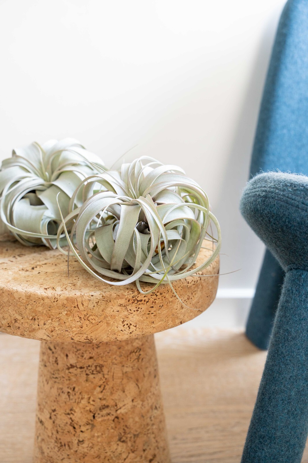 Mini Tillandsia Xerographica Bulk Pack – Easy Care Indoor/Outdoor Plants