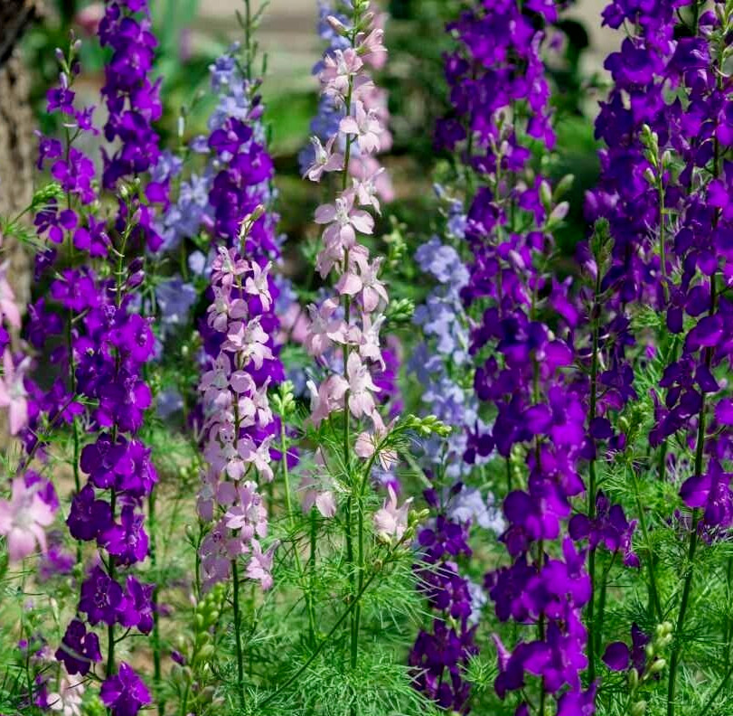 LARKSPUR SEEDS 200+ “ROCKET” MIX purple WHITE annual FLOWER garden FREE SHIPPING