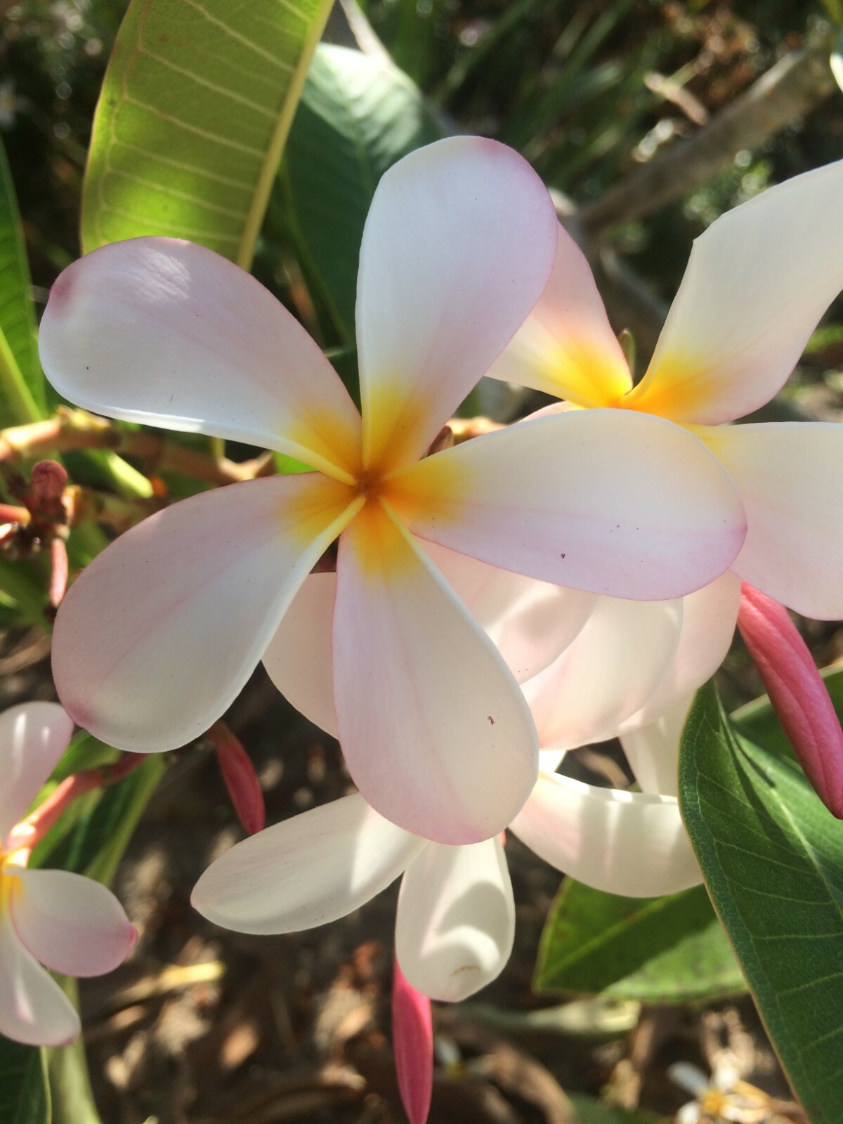 Plumeria Cuttings 10″-11″ Frangipani ~ BUY 2 GET 1 FREE !