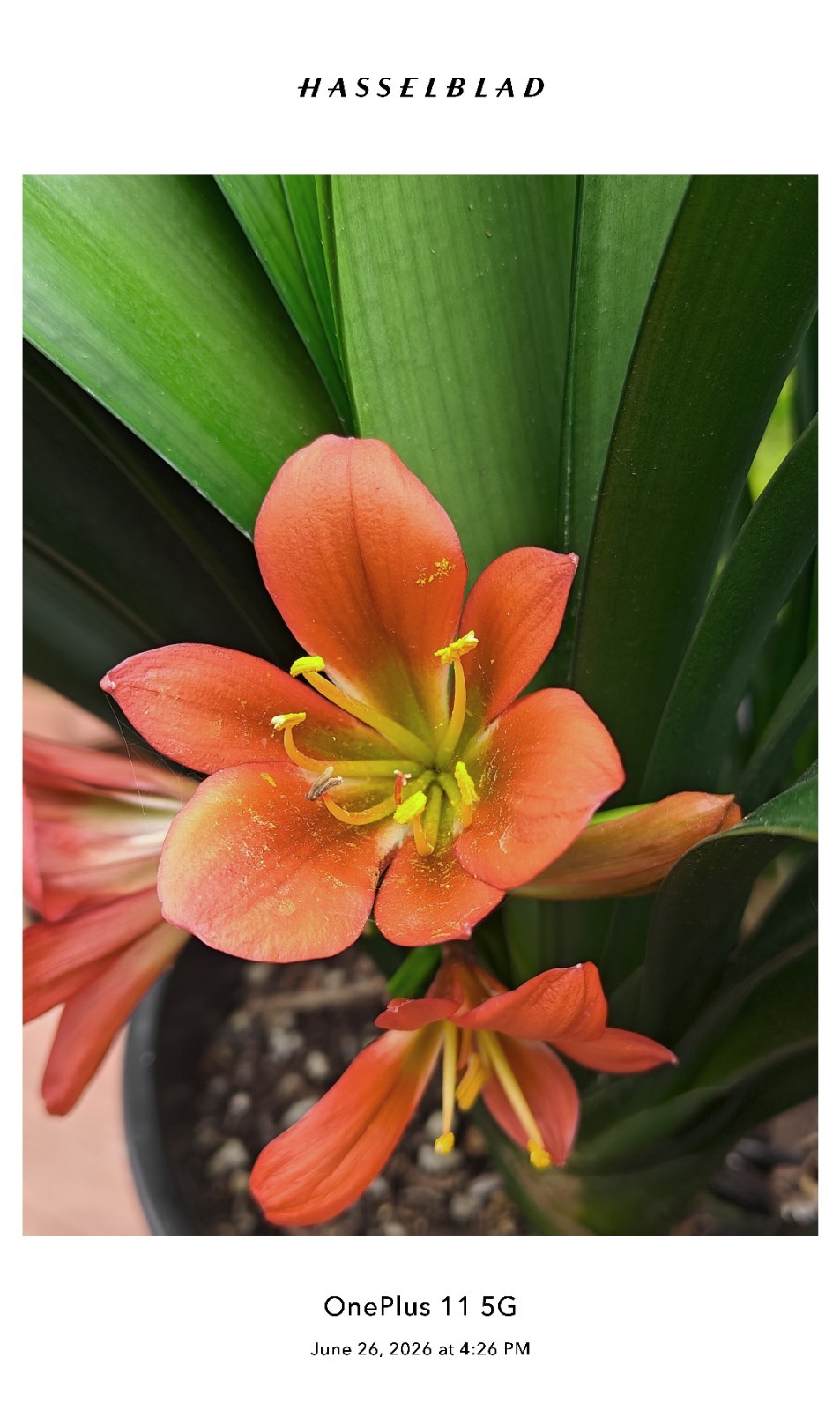 One Adult Brownz Flower Clivia Plant, First Year Blooming.