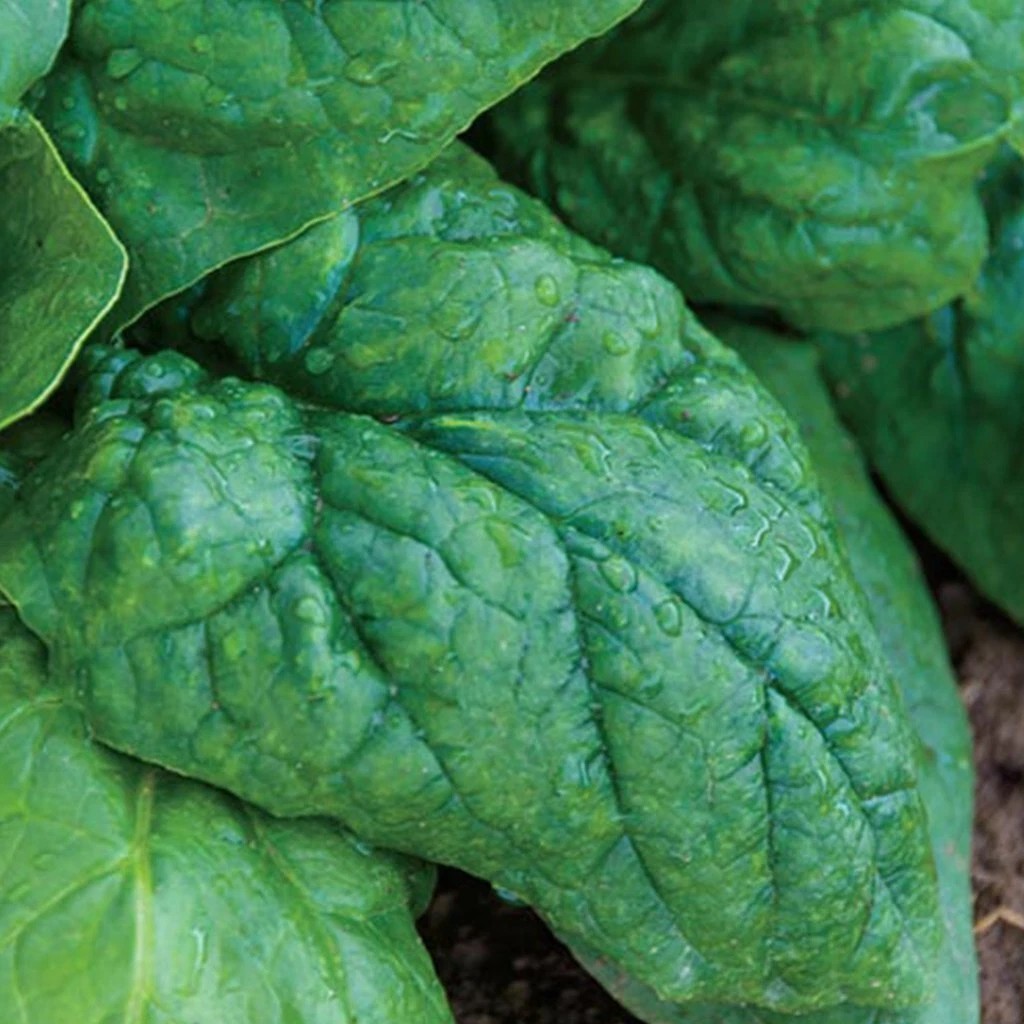 Giant Nobel Spinach Seeds, NON-GMO, ORGANIC, HEIRLOOM – Free Shipping!