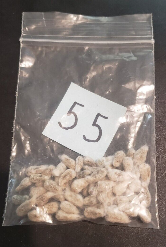 55 WHITE COTTON Gossypium Seeds Non-GMO USA Seller Grow Your Own Cotton Farm
