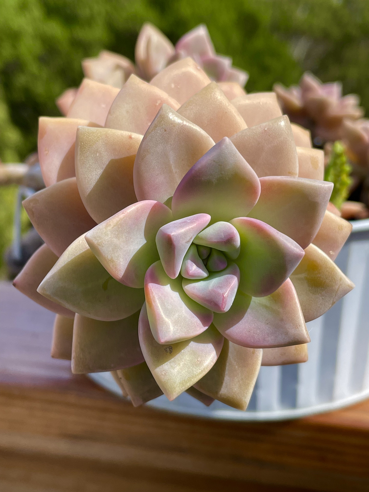 Rare Succulent Graptosedum Ghosty Cactus Live Plant Cutting One-Head 2-3 Inches