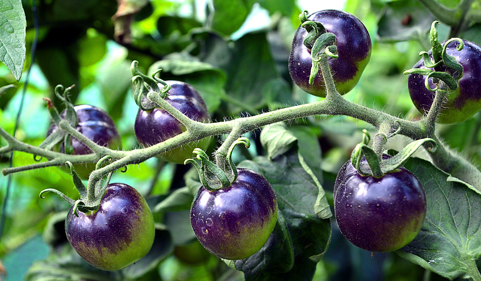 0.1 gram Indigo Rose Tomato seed. Selectively bred. World’s first blue tomato!