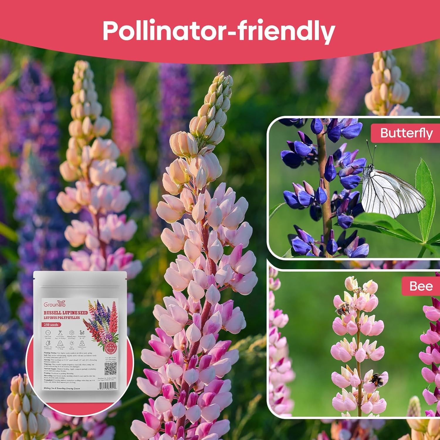 Russell Lupine Seeds, Lupinus Polyphyllus 36-48 Inch Tall Mix Color Flower, Red,