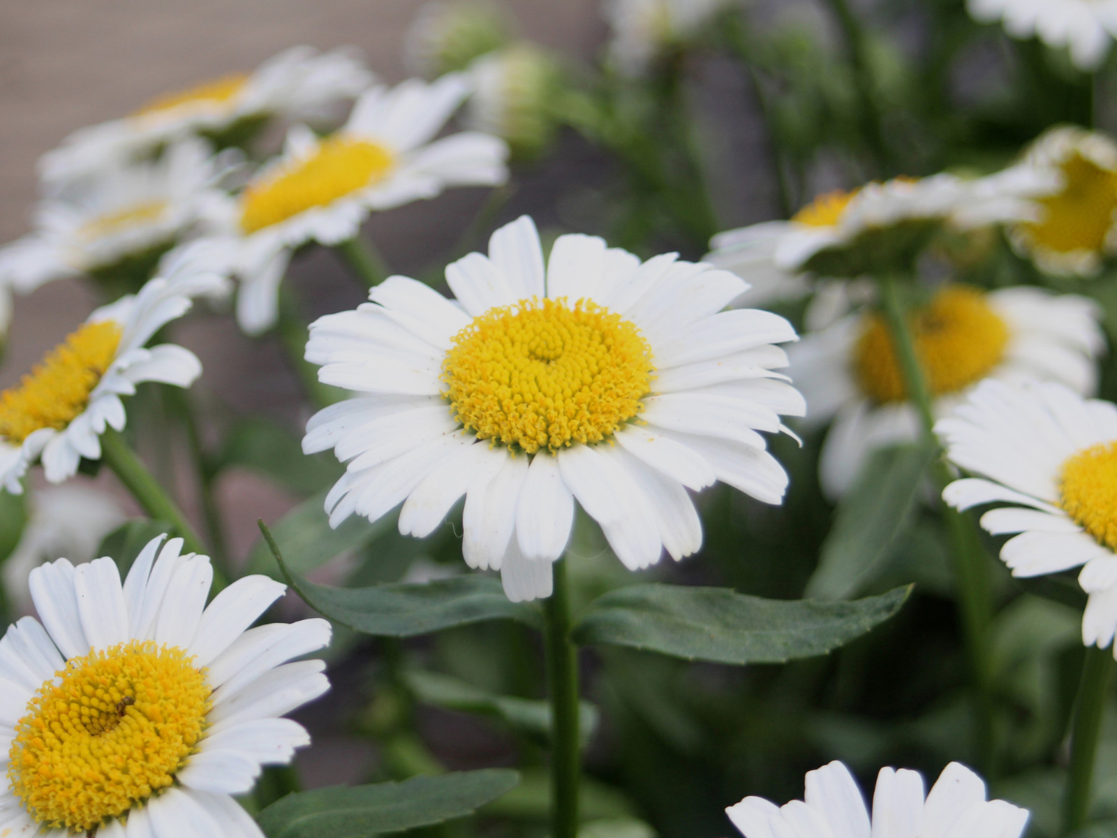 100 Seeds| Shasta Daisy Seeds #N009