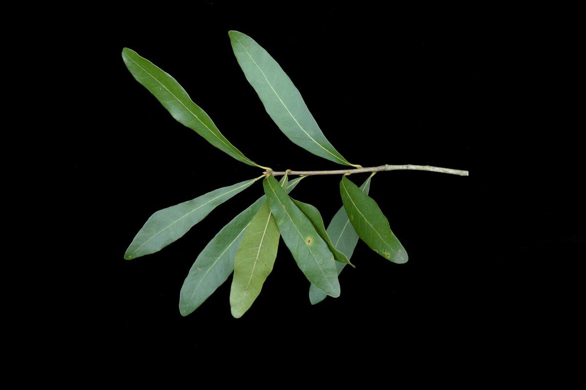 WILLOW OAK (2) TREES 8-12″ TALL in container (with free orange tree)