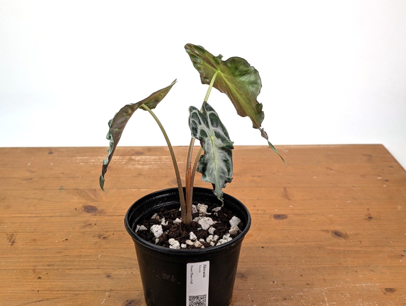 Alocasia Venom – Exact Plant in 6″ Pot – #16I (Mother Plant)