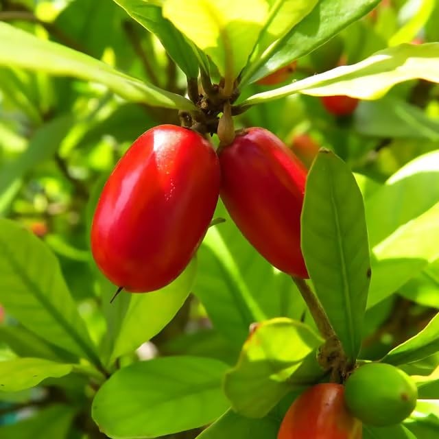 Miracle Berry Seeds 35 Count Fresh Synsepalum dulcificum Tropical Fruit See…