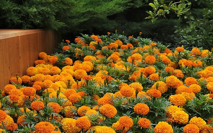 200+Petite French Marigold Seeds Mix Garden Pest Deterrent Dwarf Flowers USA