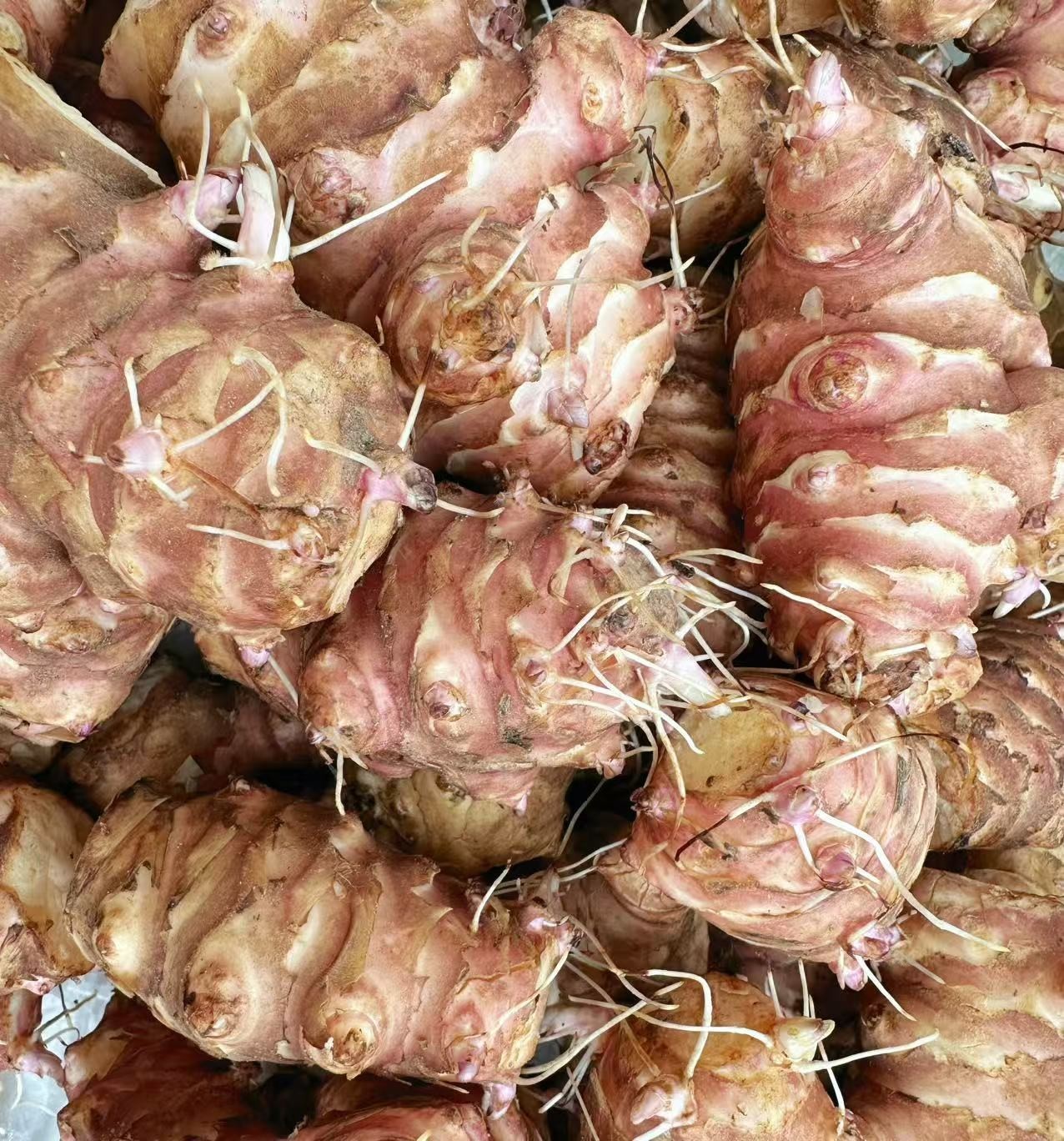 10 LBs Large Tubers Jerusalem Artichoke/Sunchoke – For Planting