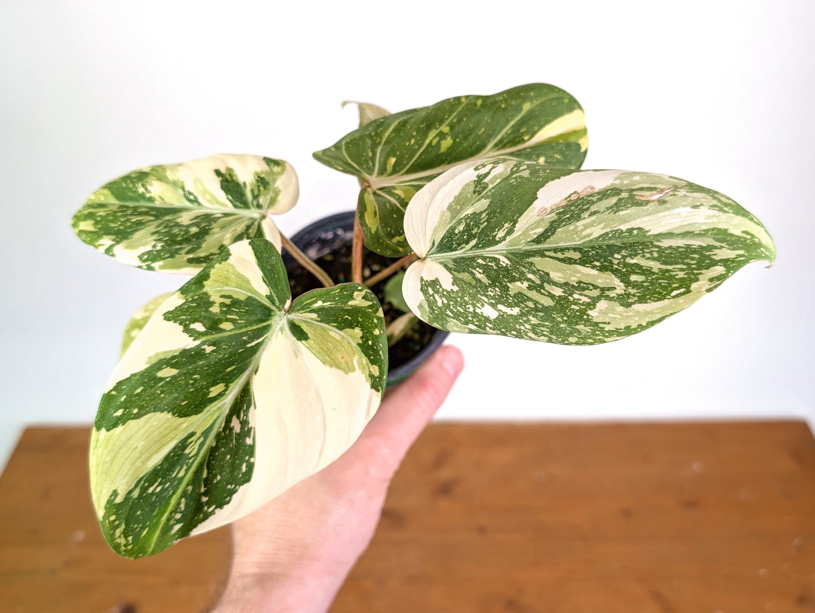 Philodendron Gloriosum Variegated (High Color) 4″ EXACT Plant #28D