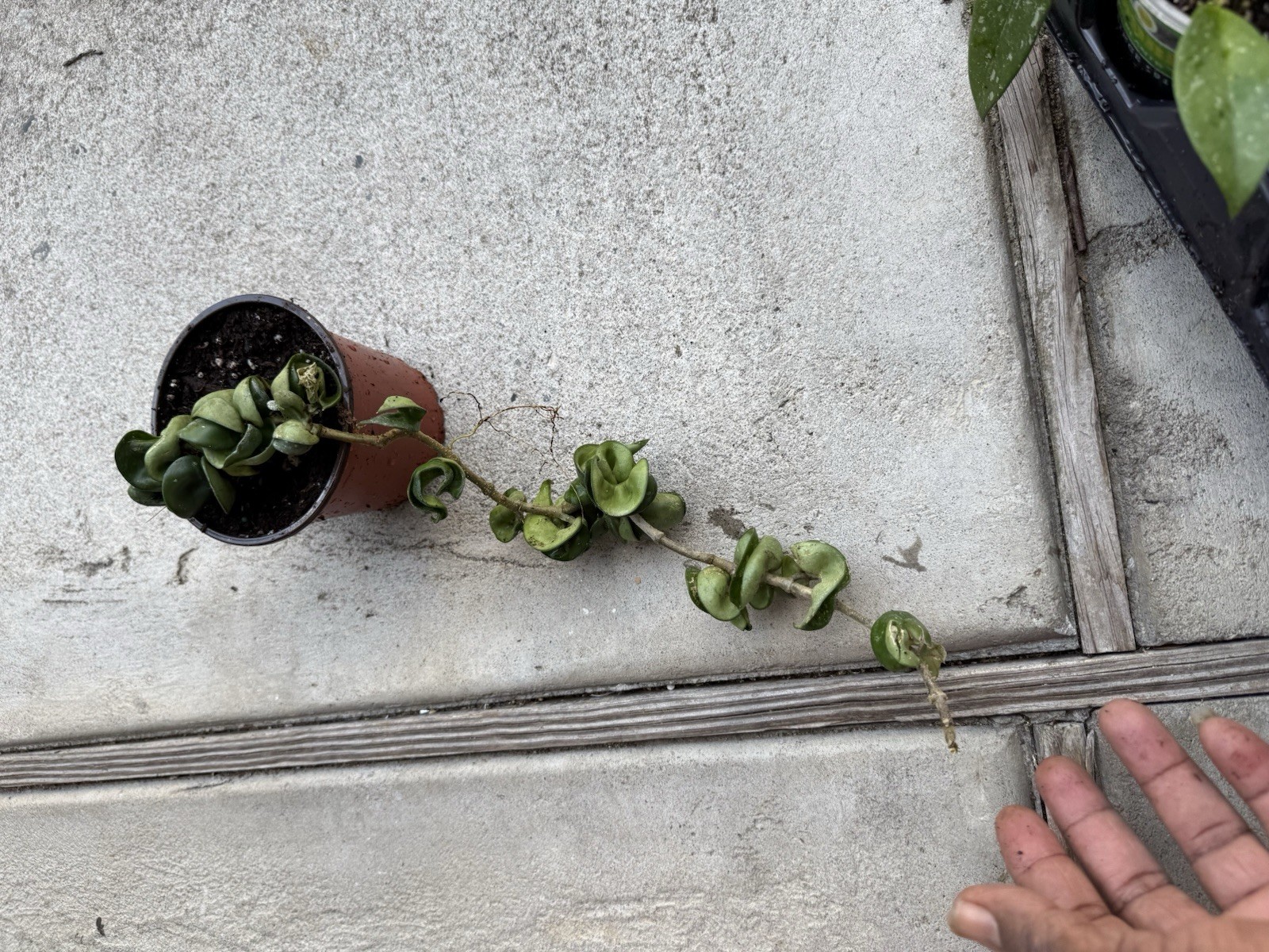 Hoya Indu Rope XL Large Long plant, Exotic Plant