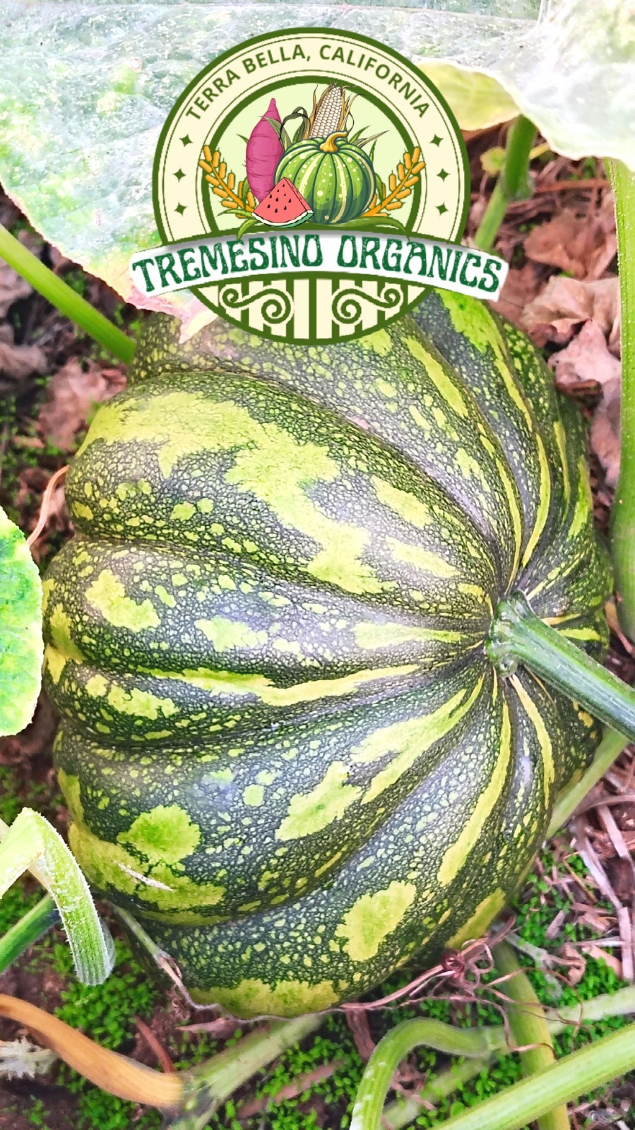 Rare Mexican Black Green Flesh Squash 10 Seeds- Calabaza Mexicana, 10 Semillas