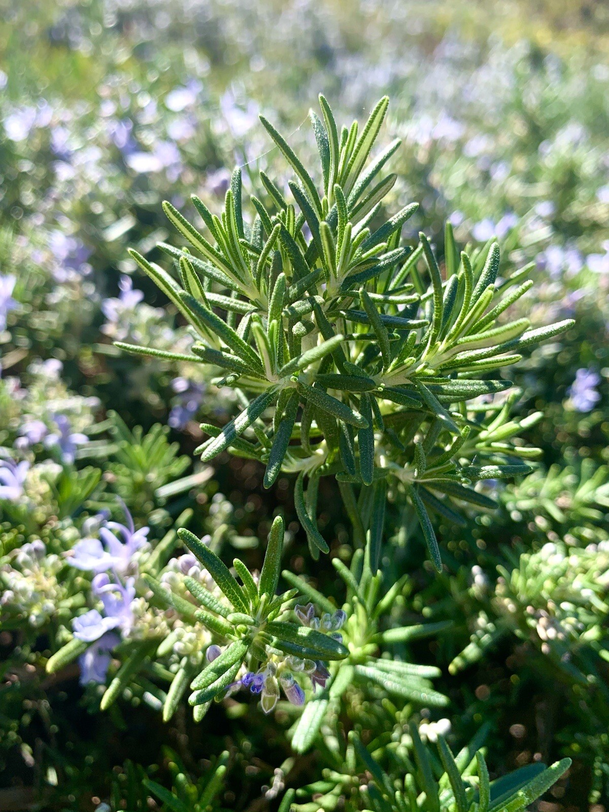 Rosemary, Salvia Rosmarinus 200+ Seeds 2023, fragrant evergreen herb native