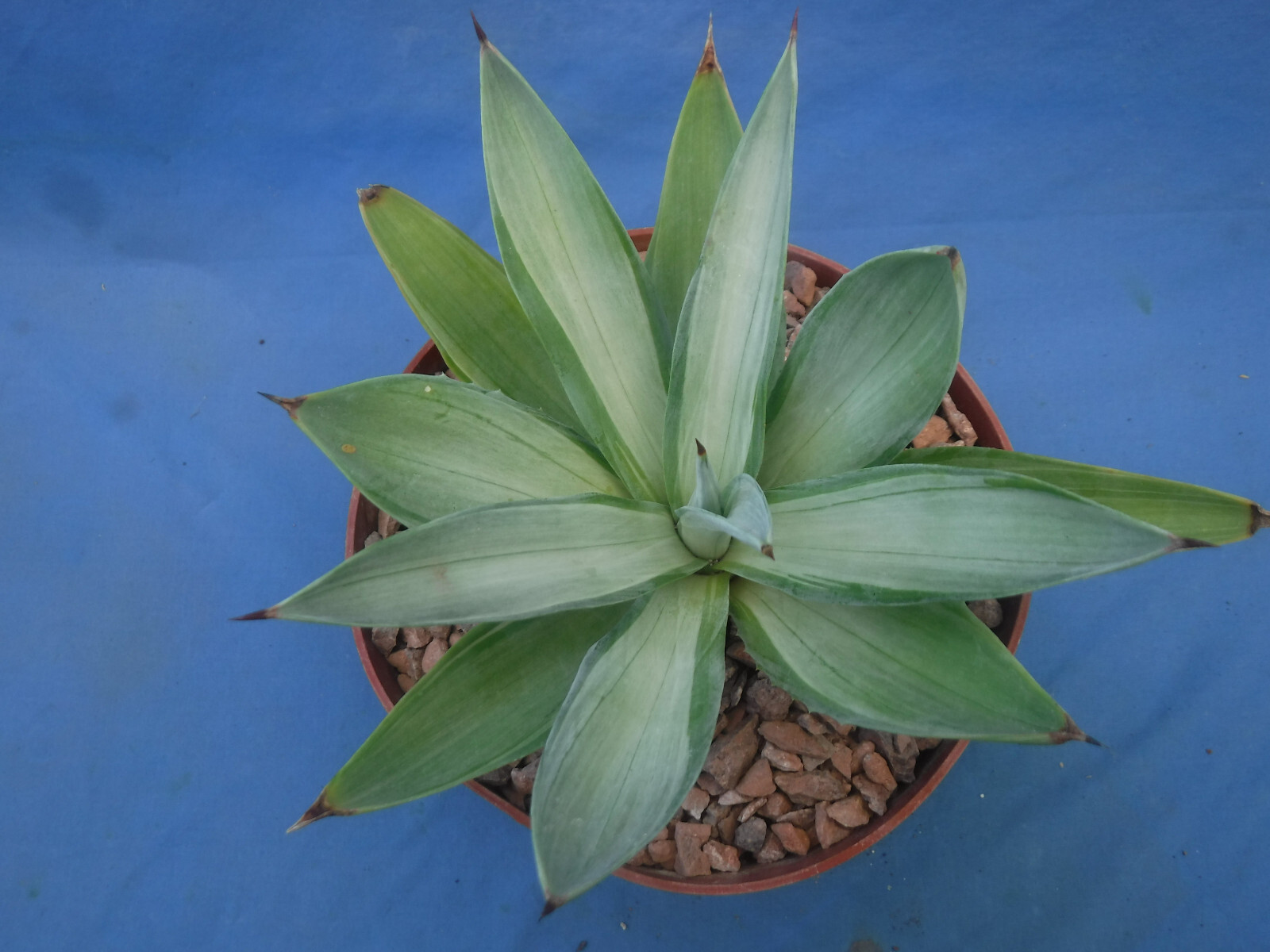Agave desmettiana “Quicksilver” Variegated Agave Starter Plant 5″-8″ Wide RARE