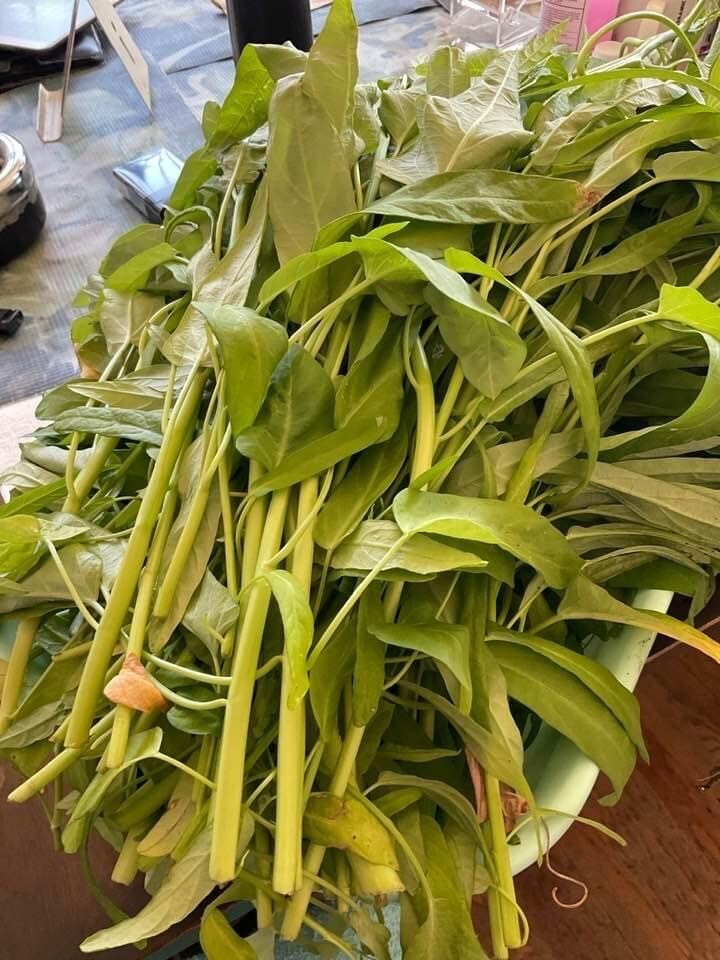 50+ Water Spinach Seeds – Rau Muong – Kangkong, Ong Choy, Kong Xin Cai