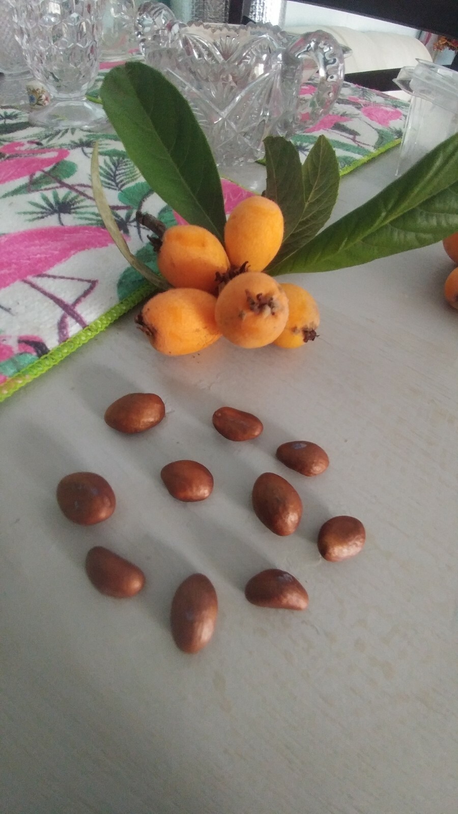 1 Golden Loquat Tree 12-16″ 2 year Rooted Plants Edible Evergreen Japanese Plum