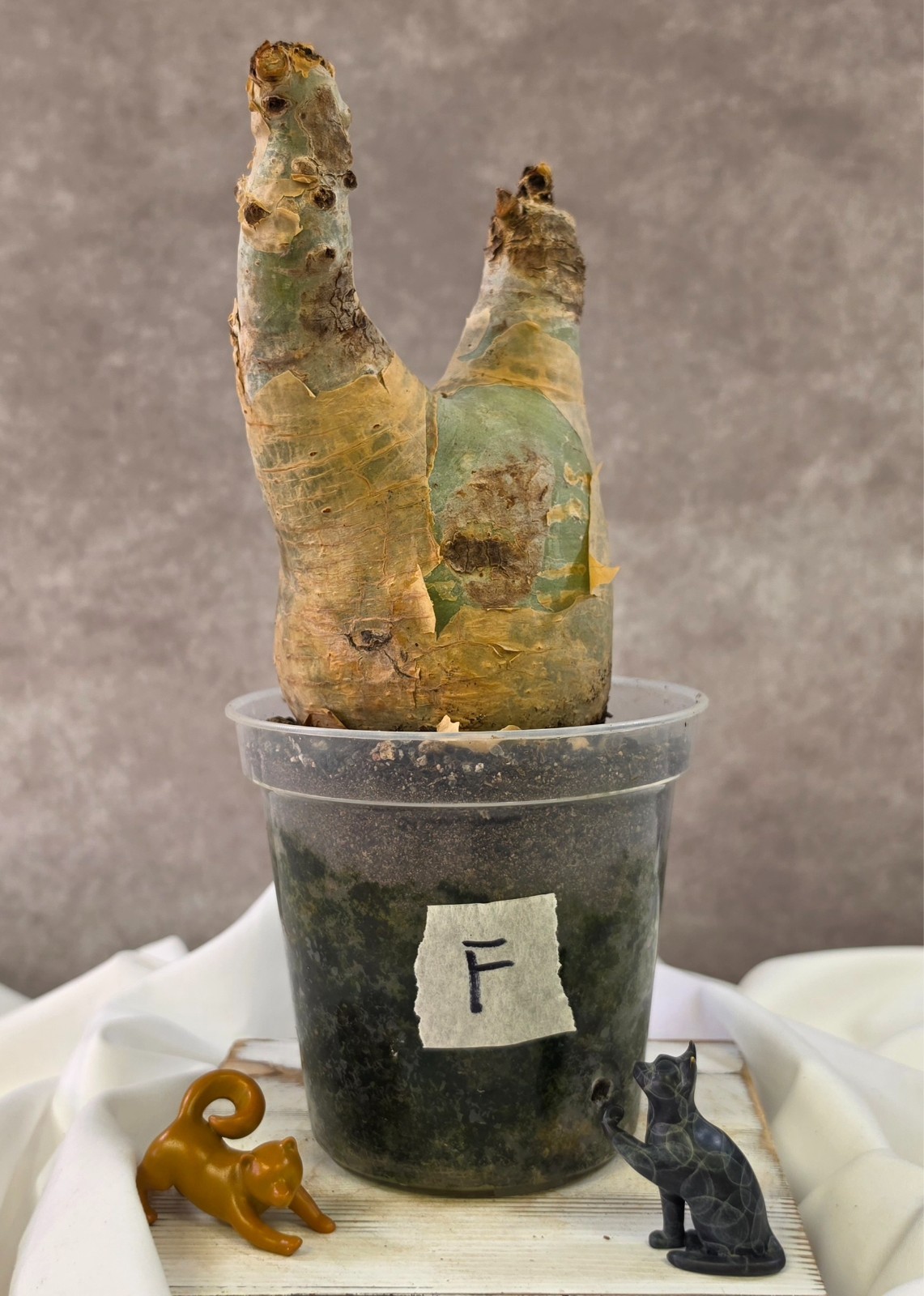 SO CHUNKY!!! Cyphostemma Uter var. Macropus (Angola) – Succulent not Pachypodium