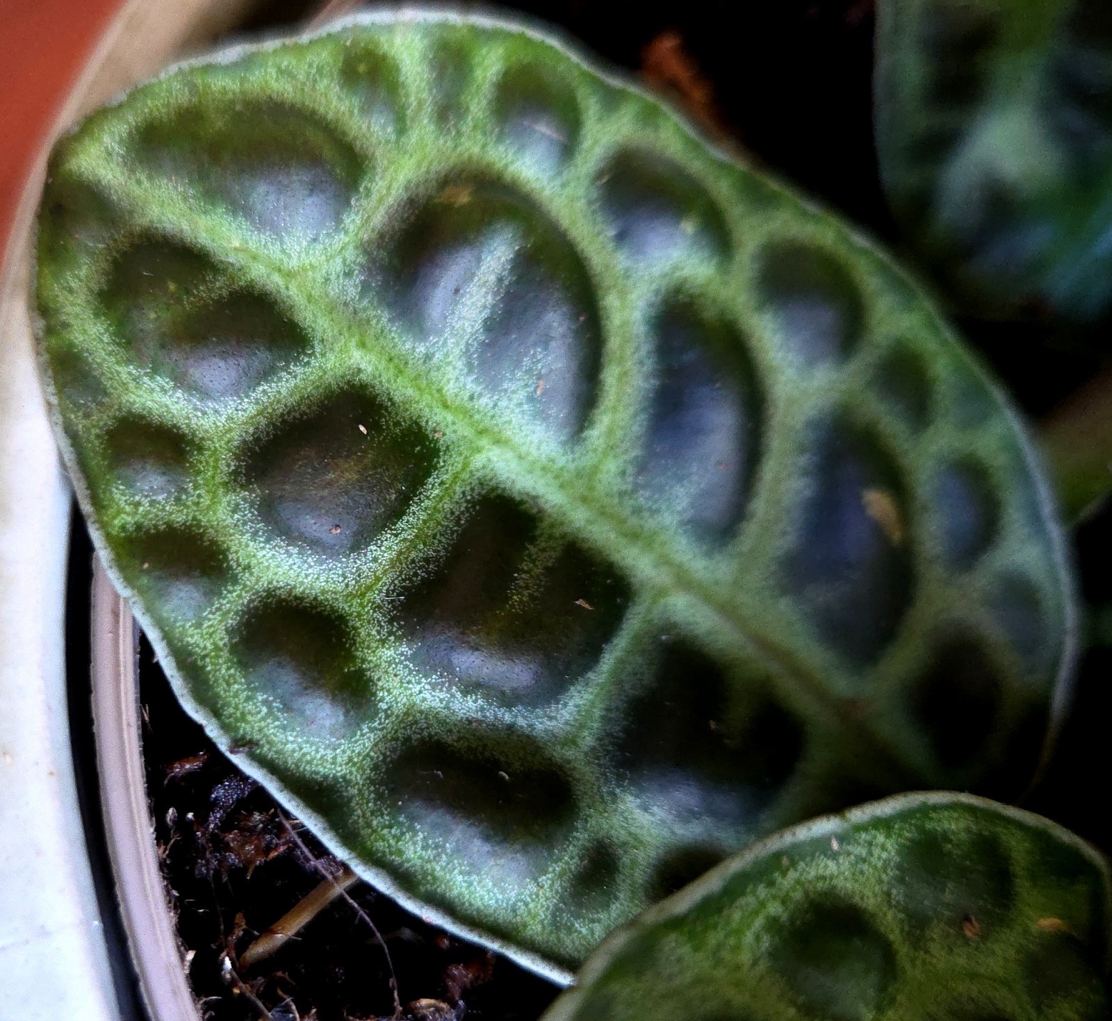 Rare Labisia Kura Kura 14″ Tall 2 Plants Aroid Not Philodendron Monstera