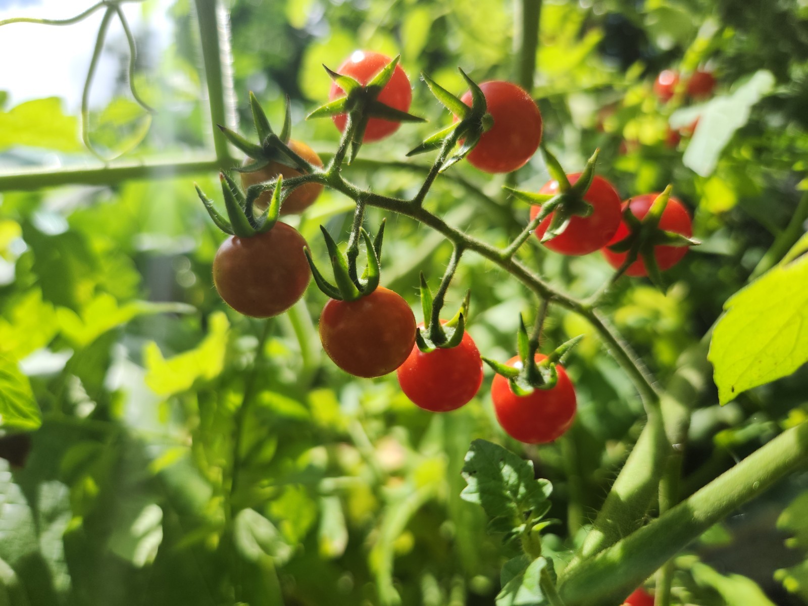 50+ Florida Everglades Tomato Seeds Non GMO – GROW ALL YEAR ROUND!