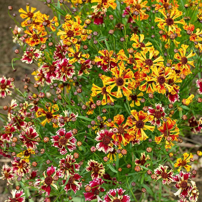 200+Coreopsis Flower Seeds for Planting Outdoor- Perennial Coreopsis Plains Seed