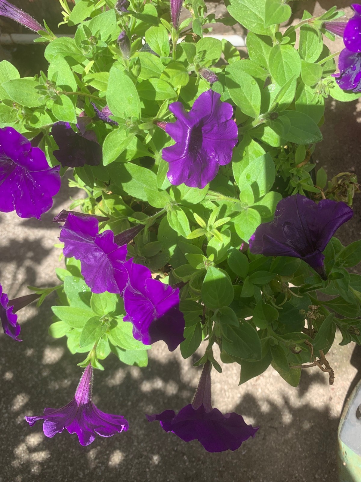 Rooted purple white red flowers Petunia beautiful color for the summer balcony