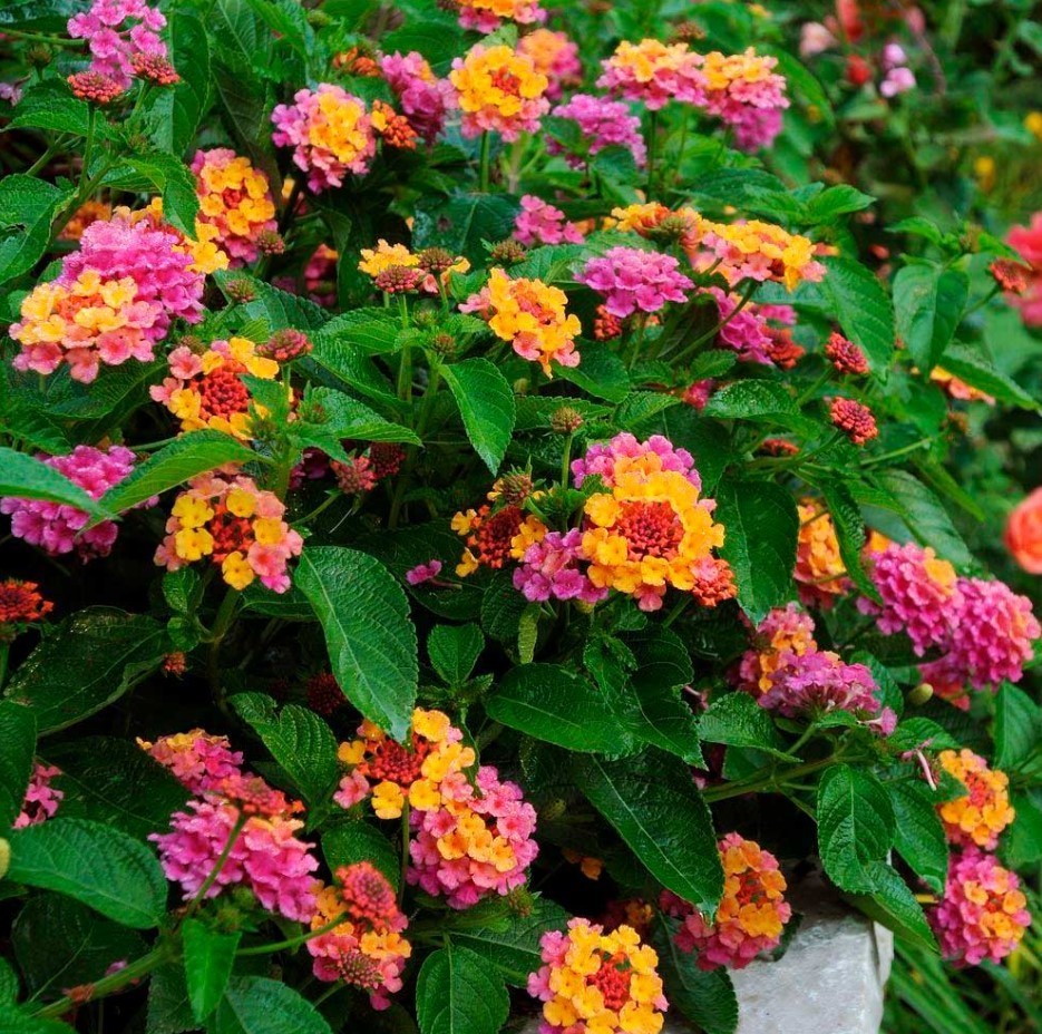 Set 4 Lantana Chapel Hill Pink Huff Plant – 3-5″ Tall – Hardy Plant – Zones 7-11