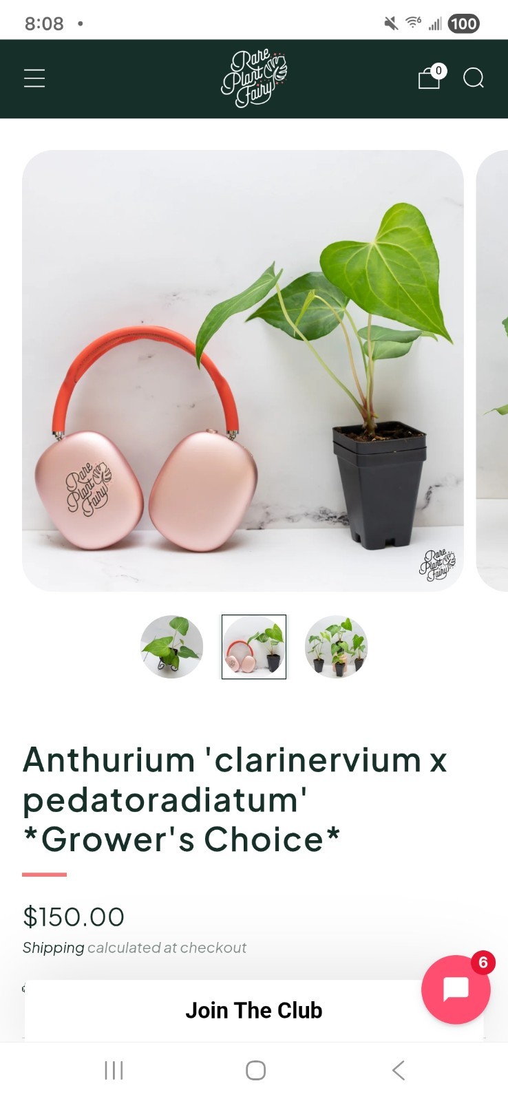 Rare XL Anthurium Pedatoradiatum X Clarinervium 24″ Tall Not Philodendron